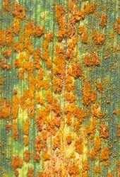 Rust pustules on wheat leaf. (Photo by Bill Willis, Kansas State University, Manhattan.)