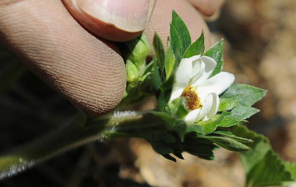 Albert Tate points to the blackened center of this strawberry blossom on Tuesday, May 11, 2010 at his Corinth farm as an example of what frost can do to the plant. Both Tate and his father have been working during the day installing irrigation pipes and then tending the sprinklers at night to prevent the loss of more strawberry plants. BANGOR DAILY NEWS PHOTO BY KEVIN BENNETT