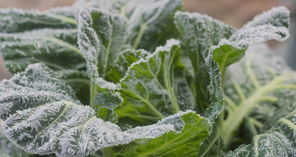 Frost on collards