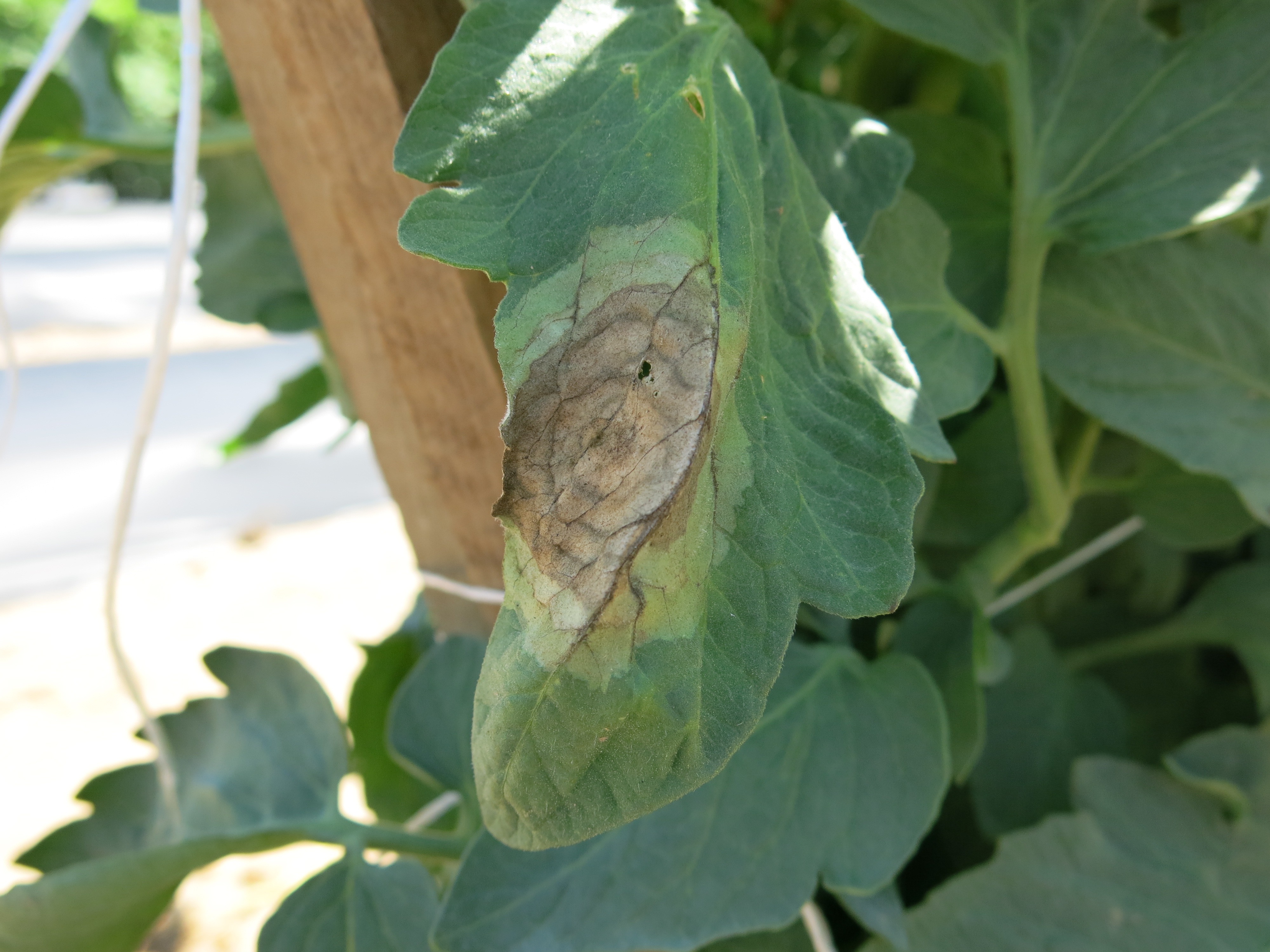 late blight