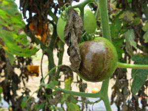Cover photo for Late Blight on Tomato Confirmed in Henderson County, NC - June 26, 2017 UPDATE
