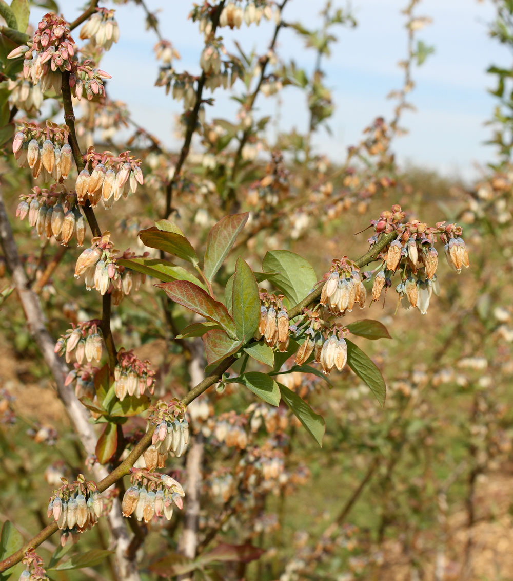 Blueberry blooms damaged by the April 6th freeze. Photo by Debbie Roos.
