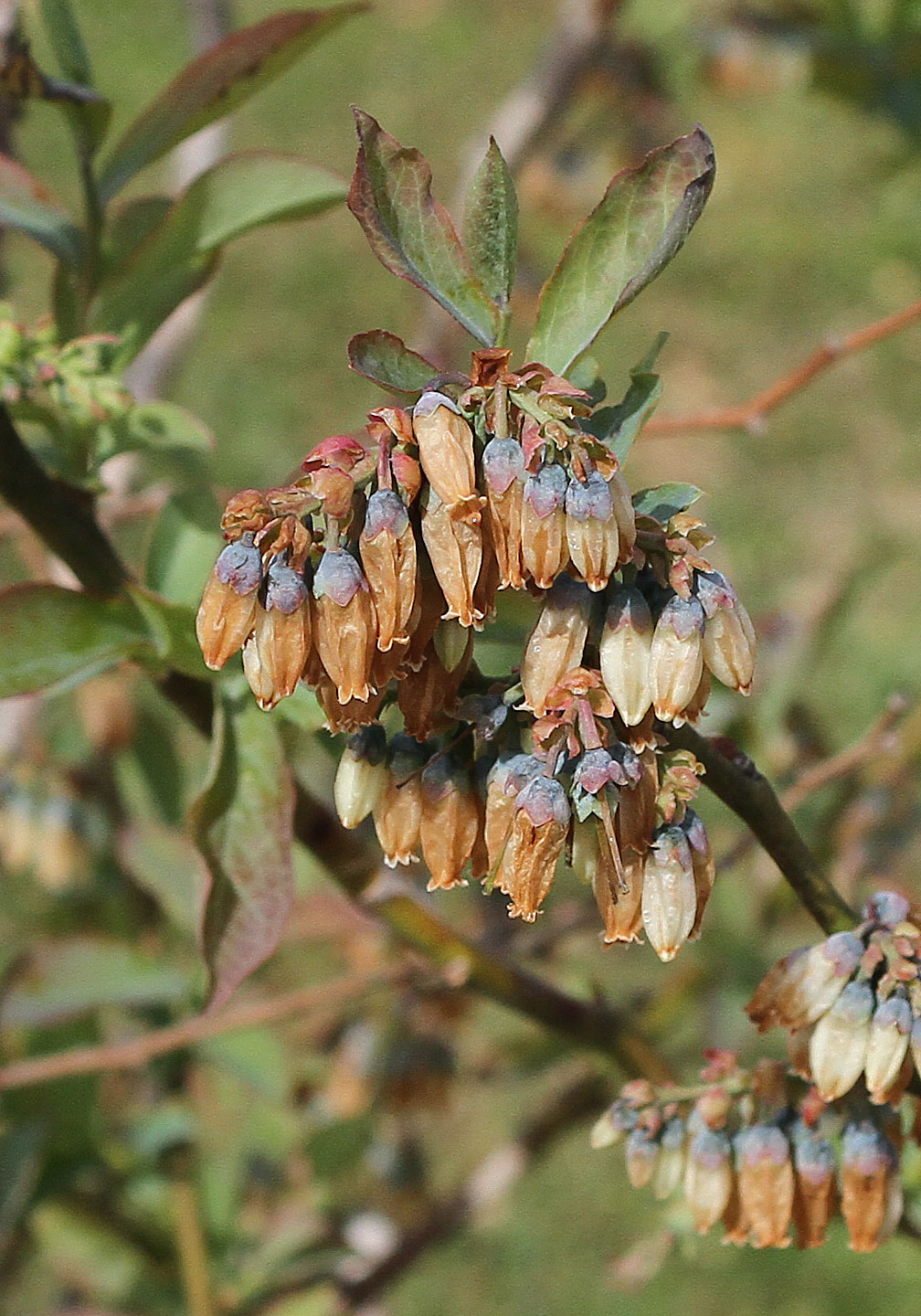 Blueberry blooms damaged by the April 6th freeze. Photo by Debbie Roos.