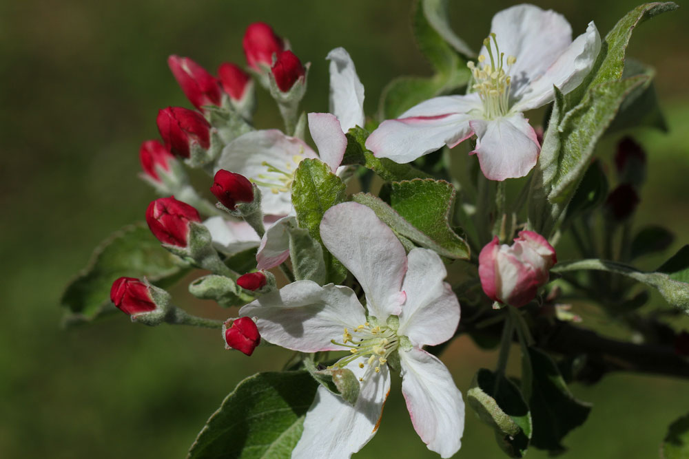 This photo of apple blooms was taken several days after a hard freeze and shows the various stages of blooms, from closed to fully open. Photo by Debbie Roos.