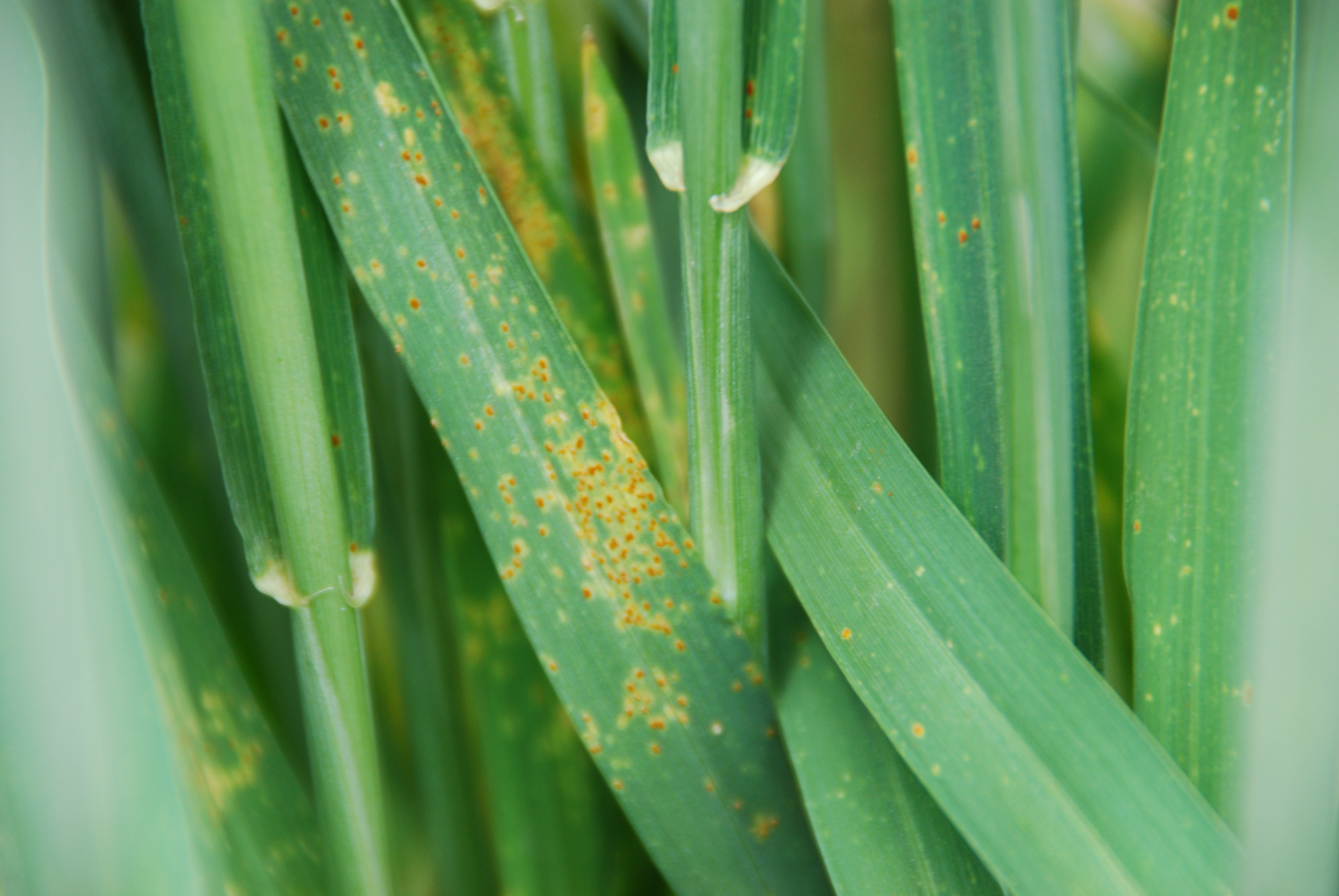 managing rust in 2016 wheat production north carolina leaf rust