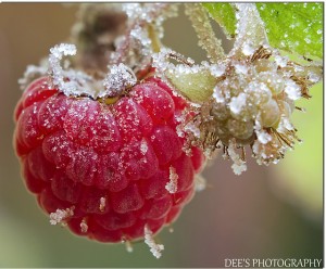 Cover photo for First and Last Frost Dates- Interactive Map & Chart