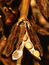 Mature soybeans- Most soybean varieties have the Agricultural Research Service in their pedigree. Agency scientists have released 66 varieties and 280 breeding lines between 1980 and August 1994. Photo by Scott Bauer.