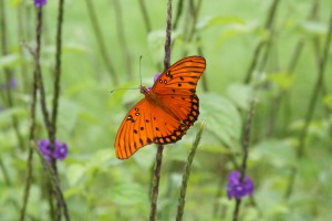 One of many butterflies from Costa Rica Photo by A. Robertson