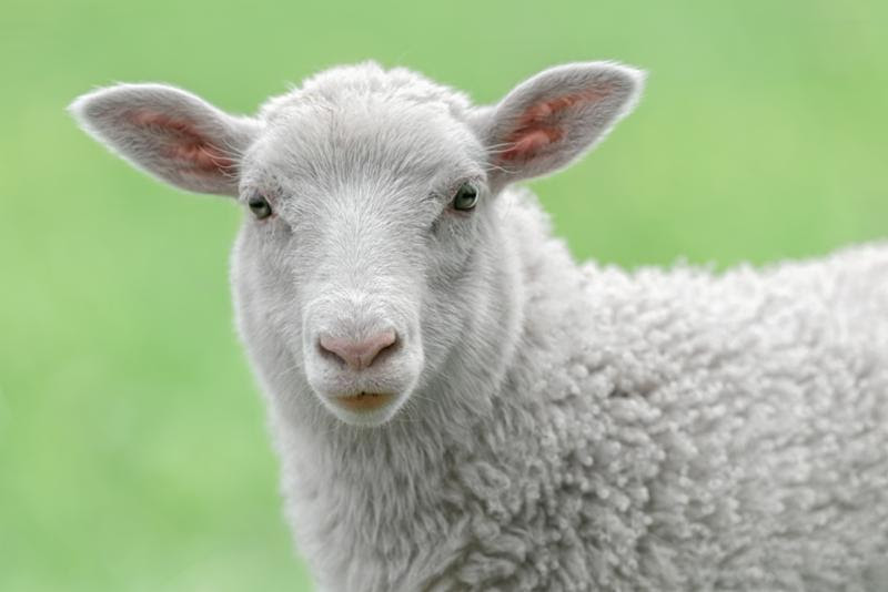 sheep