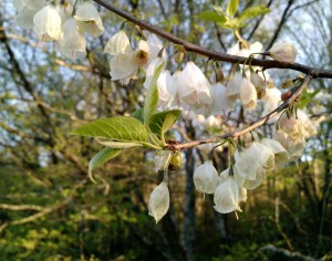 Silverbell tree