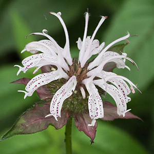 Monarda bradburiana