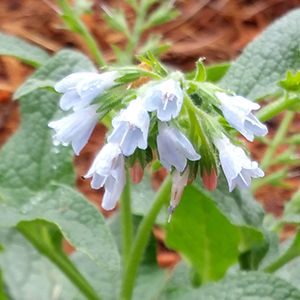 Symphytum grandiflorum 'Hidcote Blue'