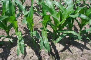 Herbicide injury to young corn