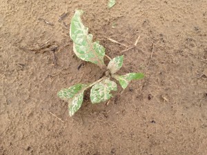 Hail injury to young seedlings. Stems and buds are intact, so replanting is not necessary. 
