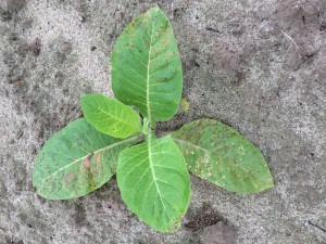 Weather Fleck on Multiple Leaves