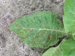 Weather Fleck on Single Leaf