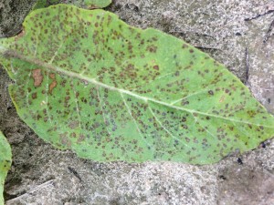 Weather Fleck on Single Leaf