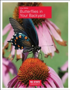 Female Eastern Tiger Swallowtail Butterfly on Purple Coneflower (Echinacea purpurea)