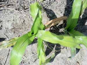 Small pale green to yellow corn plant