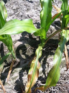 Corn plants with interveinal chlorosis, purple leaf margins and necrosis on bottom leaves