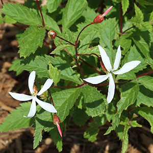 Porteranthus trifoliatus