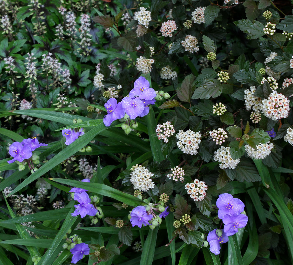 foamflower, spiderwort, and eastern ninebark 