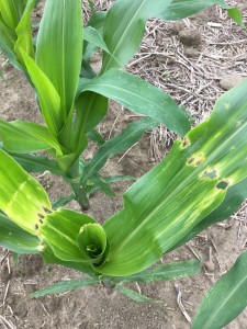 Stink bug injury in corn
