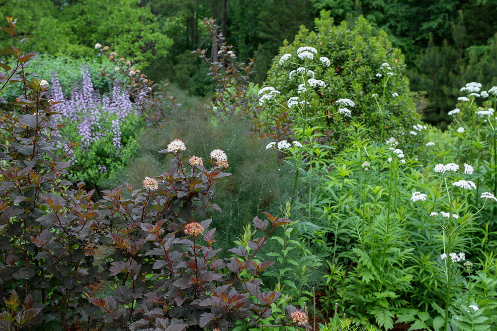 Spring shot of one of the beds in the pollinator garden featuring eastern ninebark, wild indigo, gallberry, garden heliotrope, bronze fennel, and more! Photo by Debbie Roos.