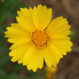 Coreopsis lanceolata