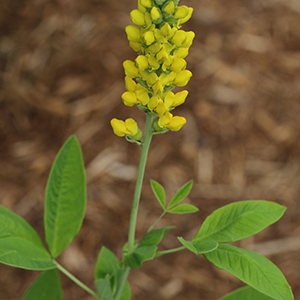 Thermopsis villosa