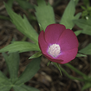 Prairie poppy mallow