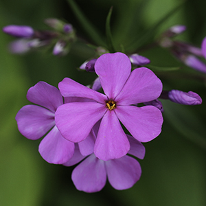 Phlox carolina ssp. angusta