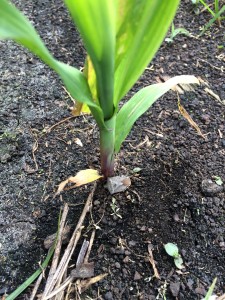 Brown stink bug feeding above the crown of seedling corn. This will result in leaf holes, but probably not stunting, tillering, or plant death.