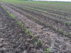 Untreated corn with white grub feeding. Note the presence of dead, stunted, and nutrient-deficient plants.