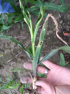 Billbug-injured corn seedling. Note the irregularity and severity of the injury compare to typical stink bug feeding. This is not a dead give-away, however. Sometimes stink bug injury can be just as severe.