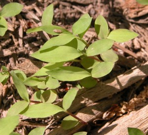 Microstegium seedlings in mulch