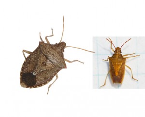 Brown stink bug (left) and rice stink bug (right) adults.