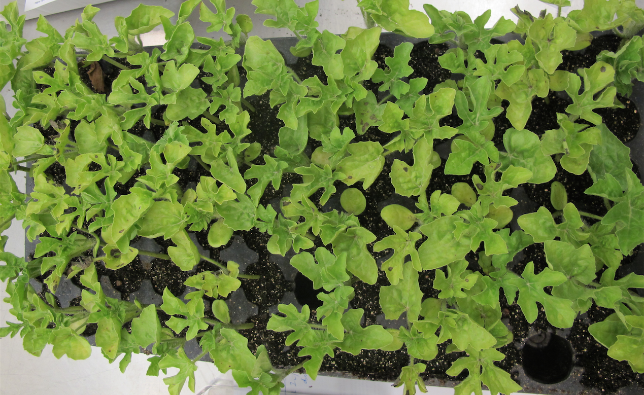 Pseudomonas_leaf_spot_watermelon1