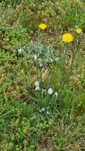 Spittlebugs on dandelions