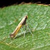 Azalea Leaf Miner Adult Moth