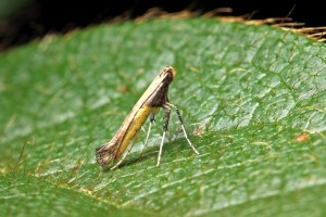 Azalea Leaf Miner Adult Moth