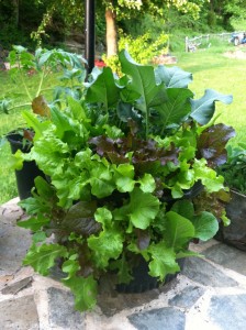 container garden