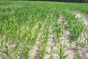 Uneven growth and corn plants with yellow appearance