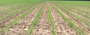 Early season nitrogen and sulfur deficiency symptoms in corn