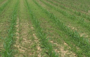 Young corn plants with excessive weed population