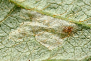 Azalea Leaf Miner Egg, Photo by Matt Bertone