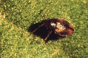 Cover photo for Organic Tobacco Flea Beetle Management