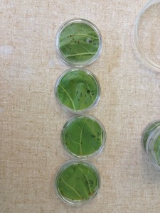 Tobacco flea beetle semi field bioassay. Field collected insects were exposed to leaves that had been treated with insecticides in the field. Photo: Hannah Burrack