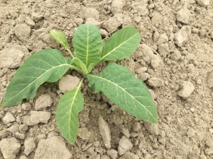 Kinston greenhouse treated plants