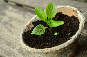 small lettuce plant